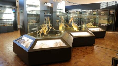 Trakya Üniversitesi Doğa Tarihi Müzesi iki ayda 17 binden fazla ziyaretçi ağırladı